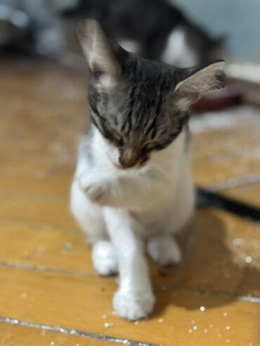 bala pişik adları: Dişi, Yaxşı əllərə — 3