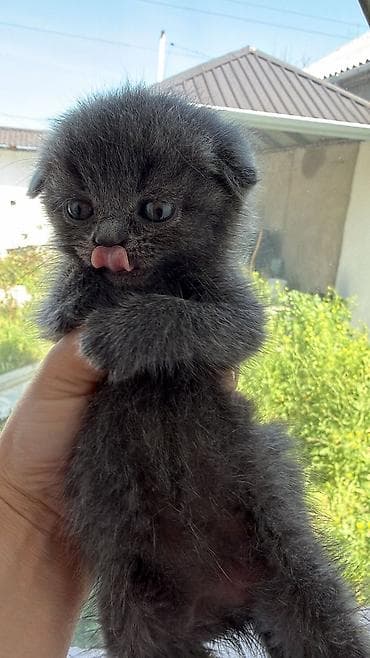 sallaq qulaq pişik: Şotland yastı qulaq — 2