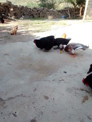 beçə: Salam 3 ədəd avısduroloq toyuqdur bir ədəd yaponkadır iki ədər bece — 4