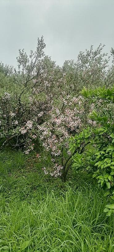 11 sot, Tikinti, Mülkiyyətçi, Kupça (Çıxarış)