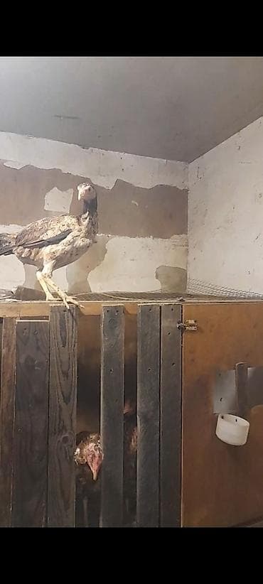quru corek: Toyuq, Damazlıq — 2
