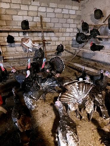 Keçilər, çəpişlər: Hinduşka cücələri, Ətlik — 7