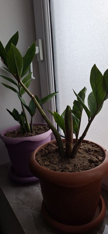 Buket güllər: Zamioculcas zamiifolia (ZZ plant) – qəhvəyi plastik dibçəklə birlikdə — 1