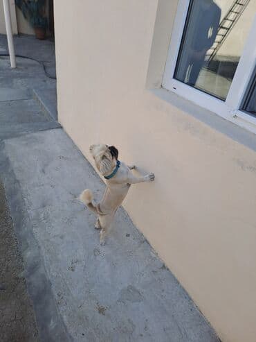 alman afçarkası balası: Pekines, 2 il, Dişi, Peyvəndli, Rayonlara çatdırılma — 2