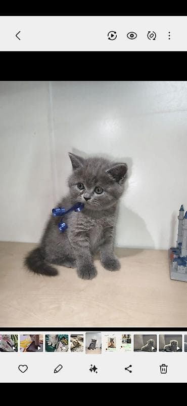 syam pişik: Britan, Erkək, Yaxşı əllərə, Ödənişli çatdırılma — 1