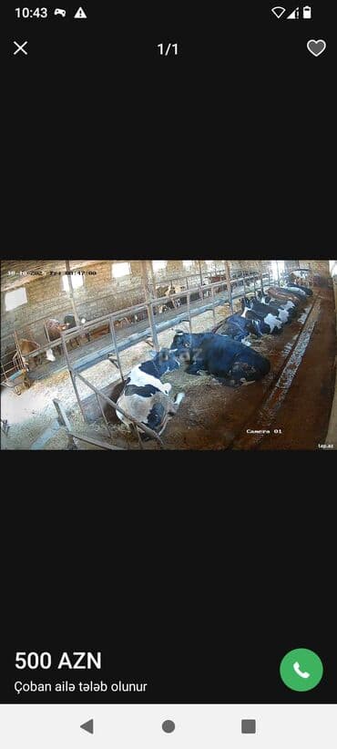 Ferma iş axtariram aleliyem heyet qalib baxmaq olar heyvan toyuq cüce