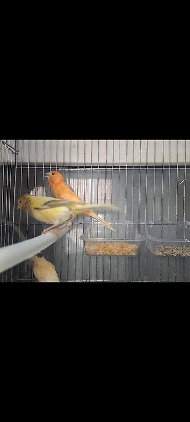 pisik ucun yuva: Hazir cut bulbuller Erkeysuperoxuyur. maya yene yuva qizdirir 2defe — 2