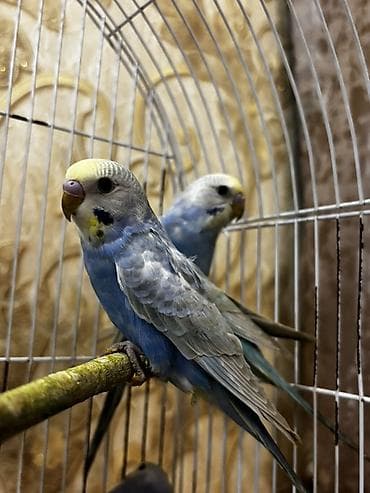 Rainbow papuqayları satılır tam sağlamdılar dəyərini bilən insanlar