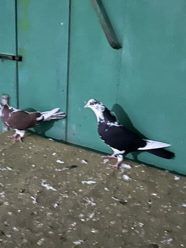 danisan qus: Növbə: Ev göyərçinləri dəsti Təsvir: - Fotolarda görünən müxtəlif — 2