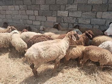 satdig quslar: Salam tam saglam heyvanlar satilir qoyun quzu keci cepis qoc kime ne — 9