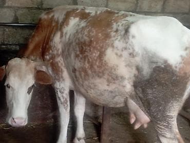 barter itle: 8.10l süd verir.təpik atan inəkdi.ayağın bağlayıb sağıram.balasız — 3