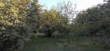 pustə ağacı satılır: 100 sot, Biznes üçün, Mülkiyyətçi, Kupça (Çıxarış), Müqavilə — 4