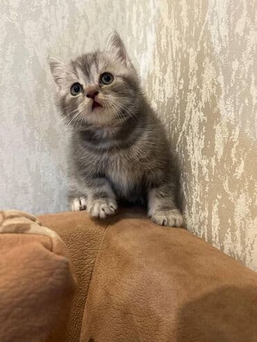 pişik latoku: Şotland — 9