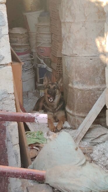 coban iti sekilleri: Alman çoban iti, 9 ay, Dişi, Peyvəndli, Ünvandan götürmə, Ödənişli çatdırılma, Rayonlara çatdırılma — 3