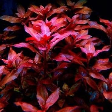 Quşlar: Akvaryum bitkiləri dəsti – rəngli kompozisiya Tərkib: - Qırmızı tonlu — 5