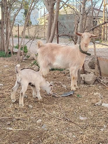 Südçü keçi ana bala ilə birlikdə 1 yas 3 ayliq kecidi balada erkekdi