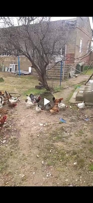 günlük ofisiant işi: Türkan kəndində bağatoyuq-cücəyə qulluqdan bilən qalmaq şərti ilə — 1