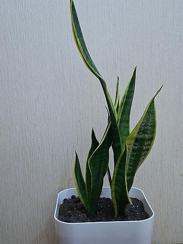 Çöl bitkiləri: Sansevieriya "Laurentii" (Qayınana dili) dibçəkdə ​Sansevieria otaq — 3