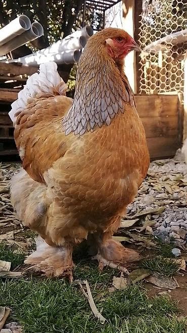 Gəmiricilər: Toyuq, Brama, Damazlıq — 3