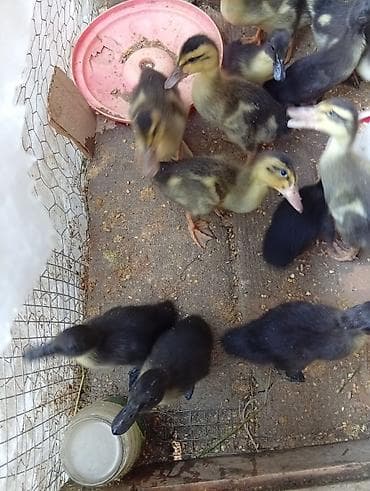 quşlar goyərcin: Kayuqa pinqivin kuban pekin — 3