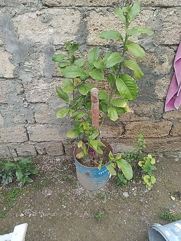 ekil: Sitrus fidanları – vedrələrdə/çəlləklərdə əkilmiş, kökləri formalaşmış — 1