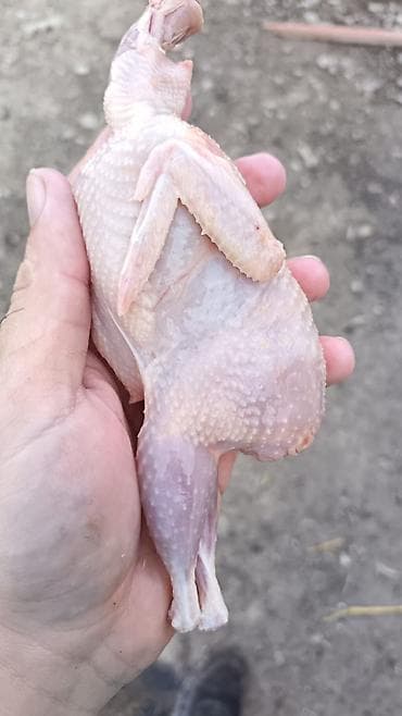 Pişiklər: Məhsul: Bildirçin və bildirçin yumurtası Təsvir: - Cins: Ət-yumurta — 8