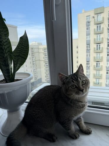 Digər heyvanlar: Tabbi, Erkək, Cütləşmə üçün, Ünvandan götürmə — 7