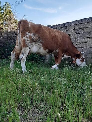 it satisi afcarka: 3qarına simental inek ayın 8 doğub bulama 15 litir sude dusmuyub 25 — 3