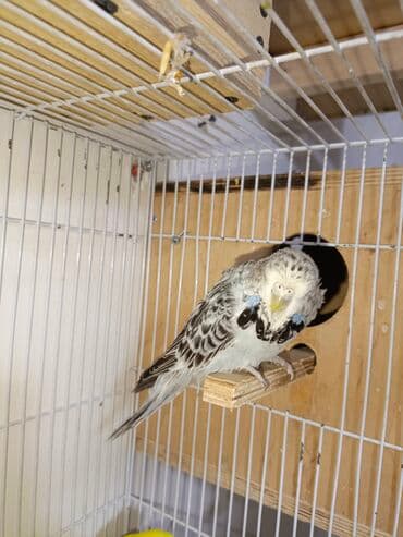 хаски цена в баку: Quşlar satılır 6 aylıq jumbo cüt 200manat 1 yaş 8 aylıq jumbo qarışıg — 3