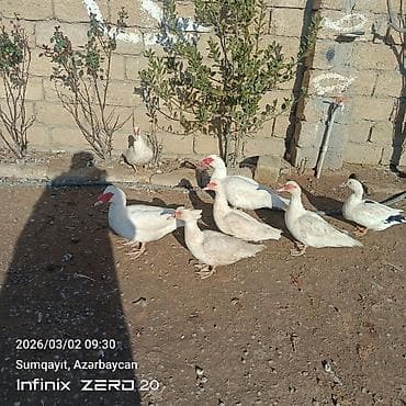 lal ordək balası: Qiymət fərqlidir bunu — 5