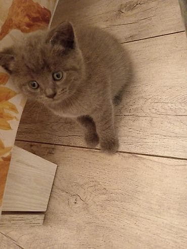 bala pişik pulsuz: Britaniya tipli balaca pişiklər - Cinsə bənzər xüsusiyyətlər: qısa və — 3