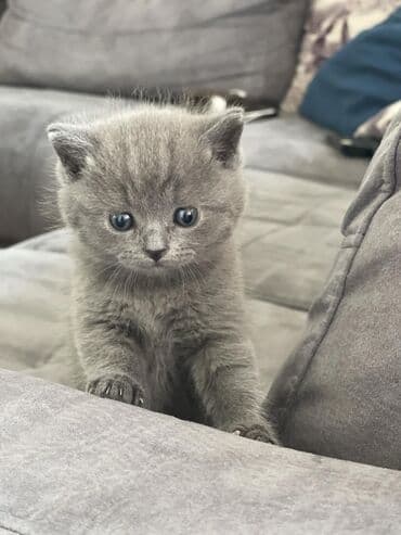 ag pisik: Şotland, Erkək, Dişi, Ödənişli çatdırılma — 2