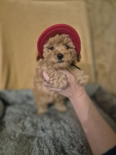 erkey quzular: Pudel, 2 ay, Erkek, Peyvəndli — 5