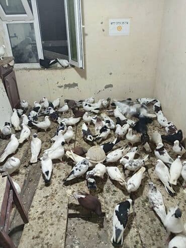 Попугаи: Salam aleykum 5 manatdan 10 manata kimi quslar kürdəxanı da di Vatsapa — 3