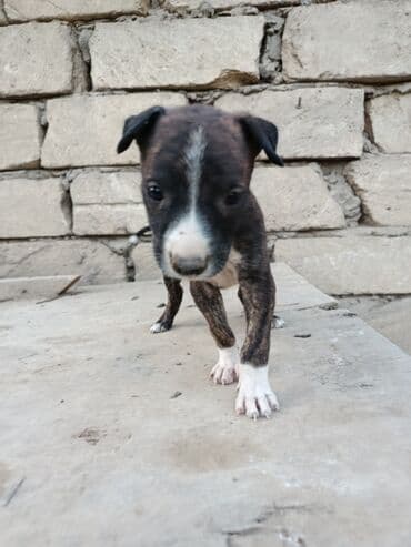 pitbul itlər: Питбуль, 1 месяц, Самец — 15