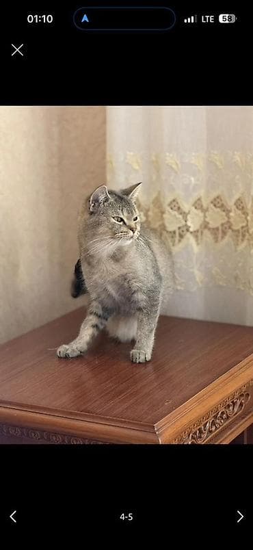 Pişiklər: Şinşilla, Dişi, Yaxşı əllərə, Ödənişli çatdırılma — 2