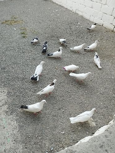 tovuz quşu qiyməti: Hoptum satilir 1ededi 15 aznden icinde deste boynugulluler ucanlar — 1