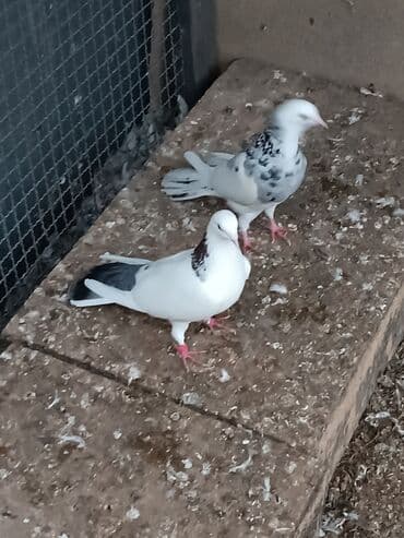 dəvəquşu yumurtası qiyməti: Şəkillərin hamısına baxın. hər cinsdə quşlar satılır . qiymət biri — 22
