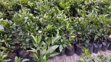 ağaçların dermanlanmasi: Mandarin 🍊 Elit — 4