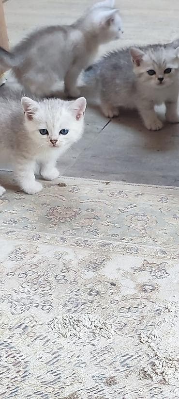 шиншилла: Шиншилла — 5