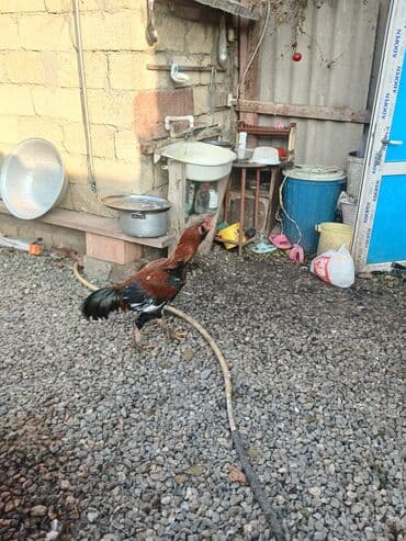 satılıq atlar: Salam feresi ölüb deye satlram tek qaLlb.cox davakardl liboy xoruzu — 8