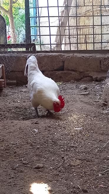 xoruzdar: Ağ Afstralop.barter var 3 eded arginal 1ayliq lavanda zumrud okuzu — 5
