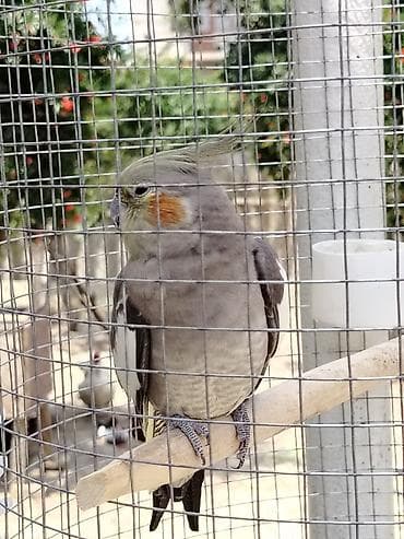 Попугаи: Dişidir. Sağlamdır. Yuvası ilə bir yerdə 35 manat. quşun özü tək 30 — 4