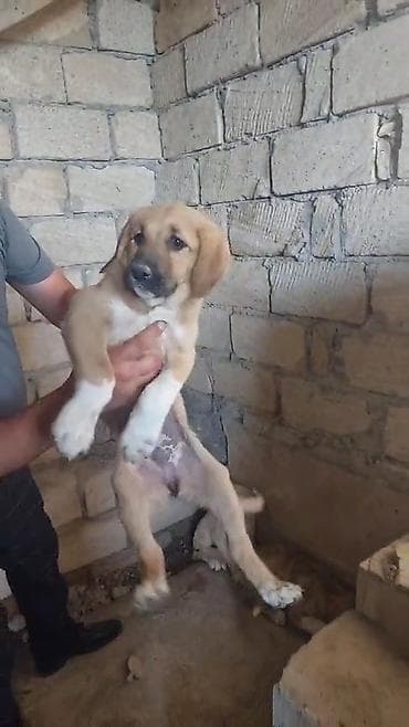 balaca it cinsi: Qurdbasar, 2 ay, Erkek, Ödənişli çatdırılma — 2