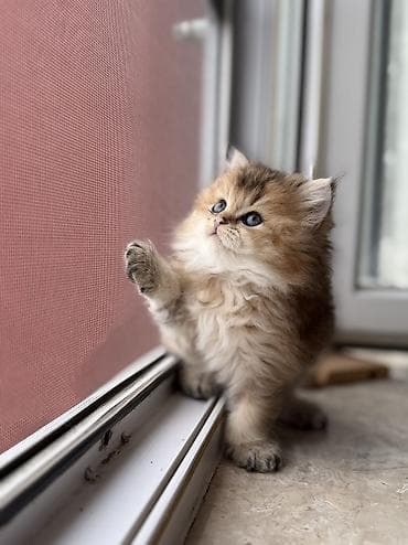 ucuz it: 🐾 Chinchilla Longhair bala pişiklər ✨ Saf cins Chinchilla Longhair — 5
