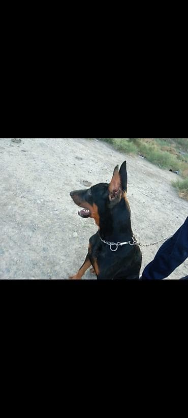 pudil itleri: Doberman — 3
