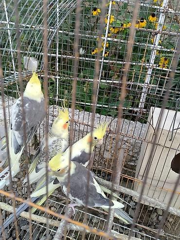 bala tutuquşu: Salam, korella tutuquşu npvü satılır qəfəs ilə birlik yemidə üzərində — 3