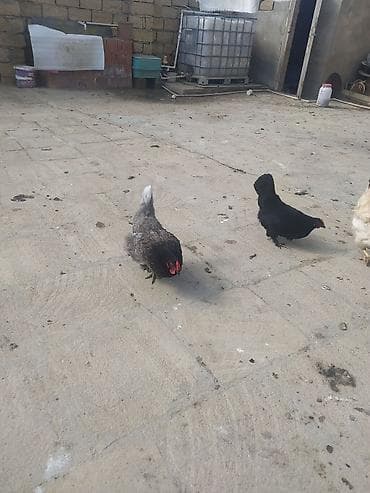 Mal-qara: Kom satılır hunduska xoruzun 6 klo çəkisi var real alıcıya endirim var — 10