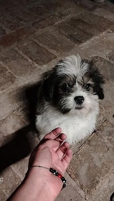 marshall major 5 qiymeti: Samsung Kolonka, Növ - Portativ, rəng - Ağ — 3