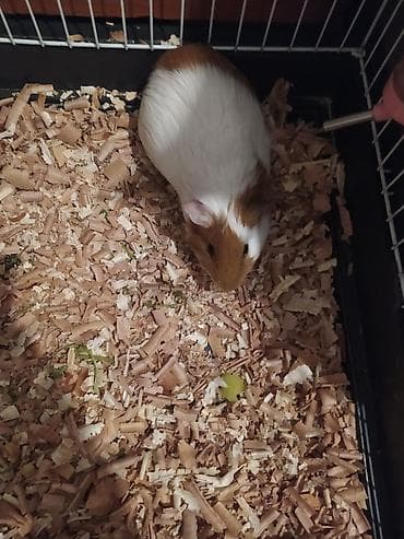 dəniz donuz: Tam sağlam və aktiv dəniz donuzcuğudur (Amerika qısa tüklü növü) — 3